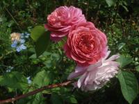 Rosa (Růže 'Ina an Mona' - Sadové růže)