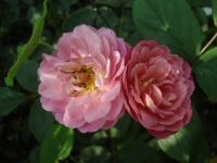 Rosa (Růže 'Ina an Mona' - Sadové růže)