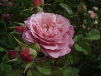 Rosa (Růže 'Ina an Mona' - Sadové růže)