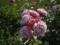 Rosa (Růže 'Ina an Mona' - Sadové růže)
