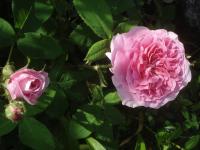 Růže 'Madame Knorr' - Historické růže