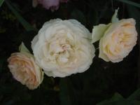 Růže 'Pastella' - Mnohokvěté růže