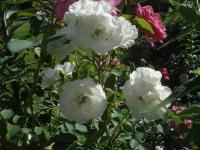 Růže 'Sea Foam' - Pokryvné růže