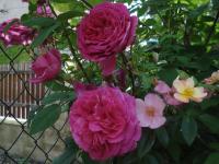 Rosa (Růže 'Zorja Mičurina' - Sadové růže)