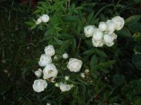 Rosa (Růže 'White Morsdag' - Mnohokvěté růže)