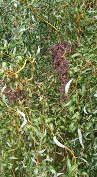 Vlnovník vrbový - hálka