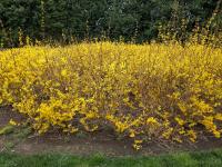 Forsythia x intermedia (Zlatice prostřední)