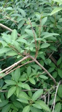 Forsythia x intermedia (Zlatice prostřední)