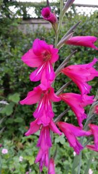 Gladiolus communis (Mečík obecný)