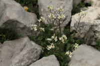 Pritzelago alpina (Řeřuška alpská)
