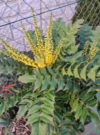 Mahonia x media (Mahonie prostřední)