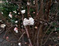 Viburnum farreri (Kalina vonná)