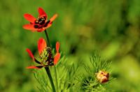 Adonis aestivalis (Hlaváček letní)