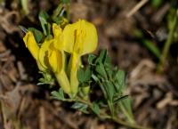 Cytisus procumbens - Čilimník poléhavý