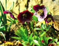 Helleborus purpurascens (Čemeřice nachová)
