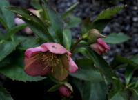 Helleborus purpurascens (Čemeřice nachová)