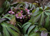 Helleborus purpurascens (Čemeřice nachová)