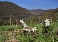Anemone nemorosa (Sasanka hajní)