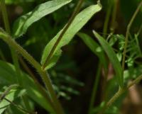 Myosotis sylvatica (Pomněnka lesní - růžová varieta)