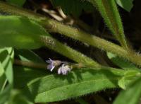 Myosotis sylvatica (Pomněnka lesní - růžová varieta)