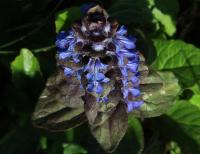 Ajuga reptans (Zběhovec plazivý)
