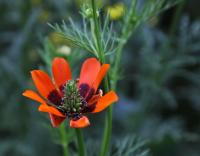 Adonis aestivalis (Hlaváček letní)