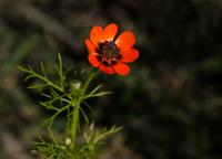 Adonis aestivalis (Hlaváček letní)