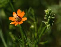 Adonis aestivalis (Hlaváček letní)