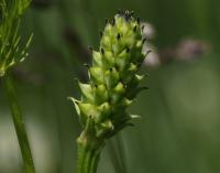 Adonis aestivalis (Hlaváček letní)