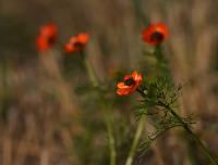 Adonis aestivalis (Hlaváček letní)