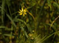 Adonis aestivalis var citrina (Hlaváček letní)