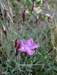 Dianthus gratianopolitanus (Hvozdík sivý)