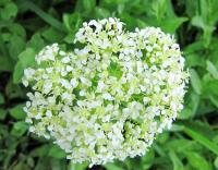 Lepidium draba (Vesnovka obecná)