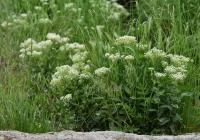 Lepidium draba (Vesnovka obecná)