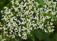 Lepidium draba (Vesnovka obecná)