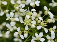 Lepidium draba (Vesnovka obecná)