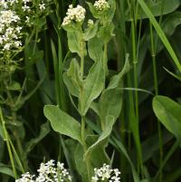 Lepidium draba (Vesnovka obecná)