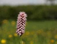 Hadí kořen větší