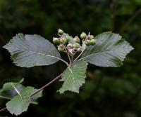 Sorbus bohemica (Jeřáb český)