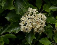 Sorbus bohemica (Jeřáb český)