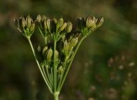 Koprník štětinolistý