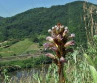 Mordovka nachová česká