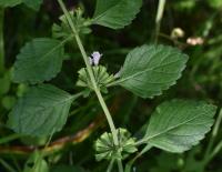 Meduňka lékařská