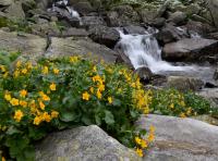 Caltha palustris subsp laeta (Blatouch bahenní horský)