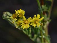 Starček roketolistý