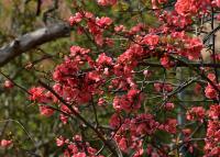 Chaenomeles speciosa (Kdoulovec ozdobný)