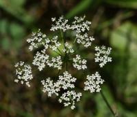 Bedrník obecný černající