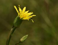 Hadí mord španělský