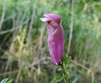 Antirrhinum majus (Hledík větší)