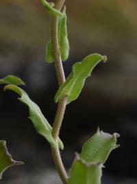 Arabis caucasica (Huseník kavkazský)